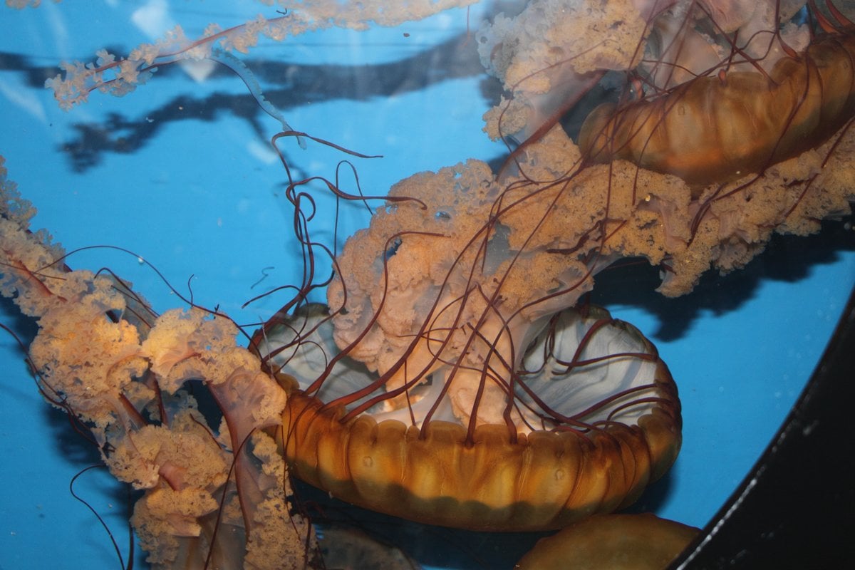 Birch Aquarium - Gallery Image 4